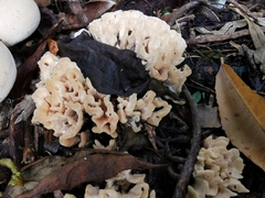 Sparassis spathulata