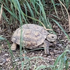 Gopherus berlandieri