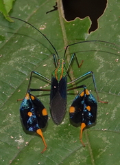 Diactor bilineatus
