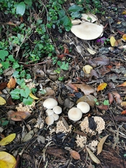 Sparassis spathulata