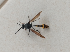 Phimenes flavopictus blanchardi