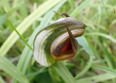 Pterostylis cucullata