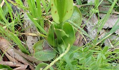 Pterostylis cucullata