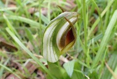 Pterostylis cucullata
