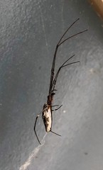 Tetragnatha elongata