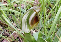 Pterostylis cucullata