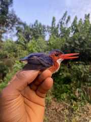Corythornis leucogaster