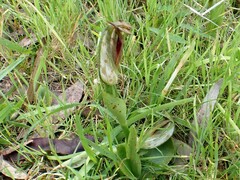 Pterostylis cucullata