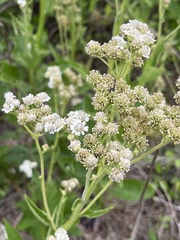 Verbesina microptera