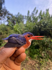 Corythornis leucogaster