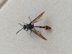 Phimenes flavopictus blanchardi