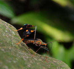 Diactor bilineatus