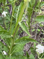 Verbesina microptera