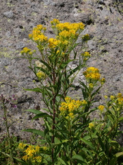 Senecio ovatus alpestris