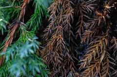 Chloroscypha alutipes