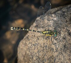 Hemigomphus heteroclytus