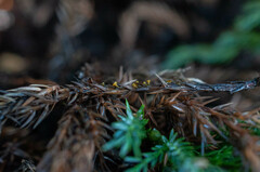 Chloroscypha alutipes