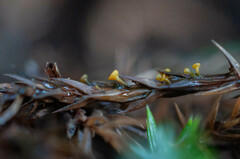Chloroscypha alutipes