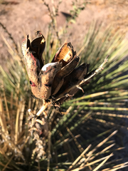 Yucca glauca