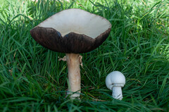 Agaricus urinascens