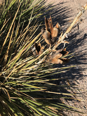 Yucca glauca