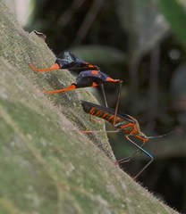 Diactor bilineatus