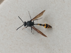 Phimenes flavopictus blanchardi