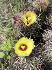 Corynopuntia invicta