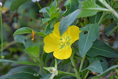 Ludwigia peruviana