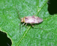 Pinalitus cervinus