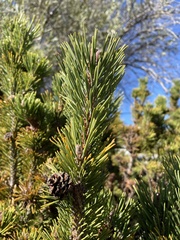 Pinus contorta