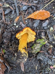 Hygrocybe singeri