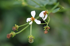 Bidens alba