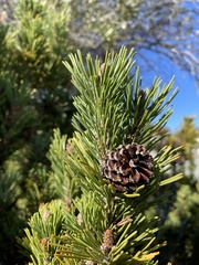 Pinus contorta