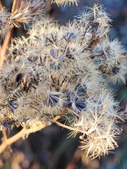 Eutrochium maculatum