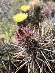 Corynopuntia invicta