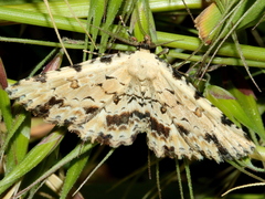 Sandava scitisignata