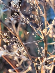 Eutrochium maculatum