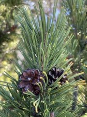 Pinus contorta