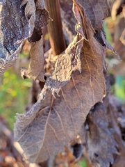 Eutrochium maculatum