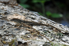 Anolis sagrei