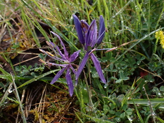 Camassia