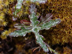 Eriophyllum