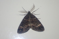 Pseudocoremia productata