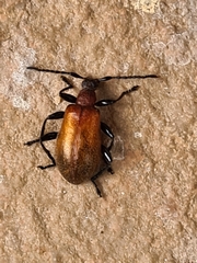 Ecnolagria
