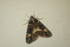 Pseudocoremia productata