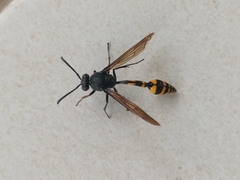 Phimenes flavopictus blanchardi