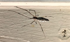 Tetragnatha elongata