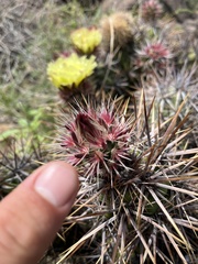 Corynopuntia invicta