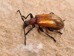 Ecnolagria